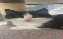 Maine Coon cats for sale: Beautiful chocolate and white male kitten  - Image 3