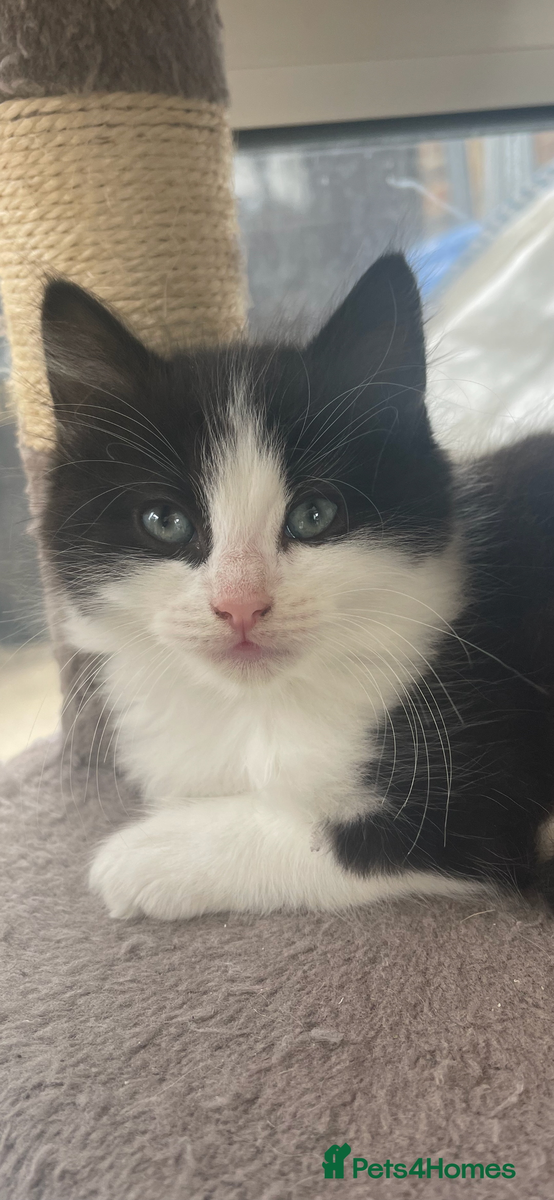 Maine Coon cats for sale: Beautiful chocolate and white male kitten  - Image 3