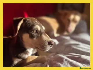 Mixed Breed dogs EUROHOUND / SIBERIAN HUSKY HYBRID PUPPIES - Advert 8