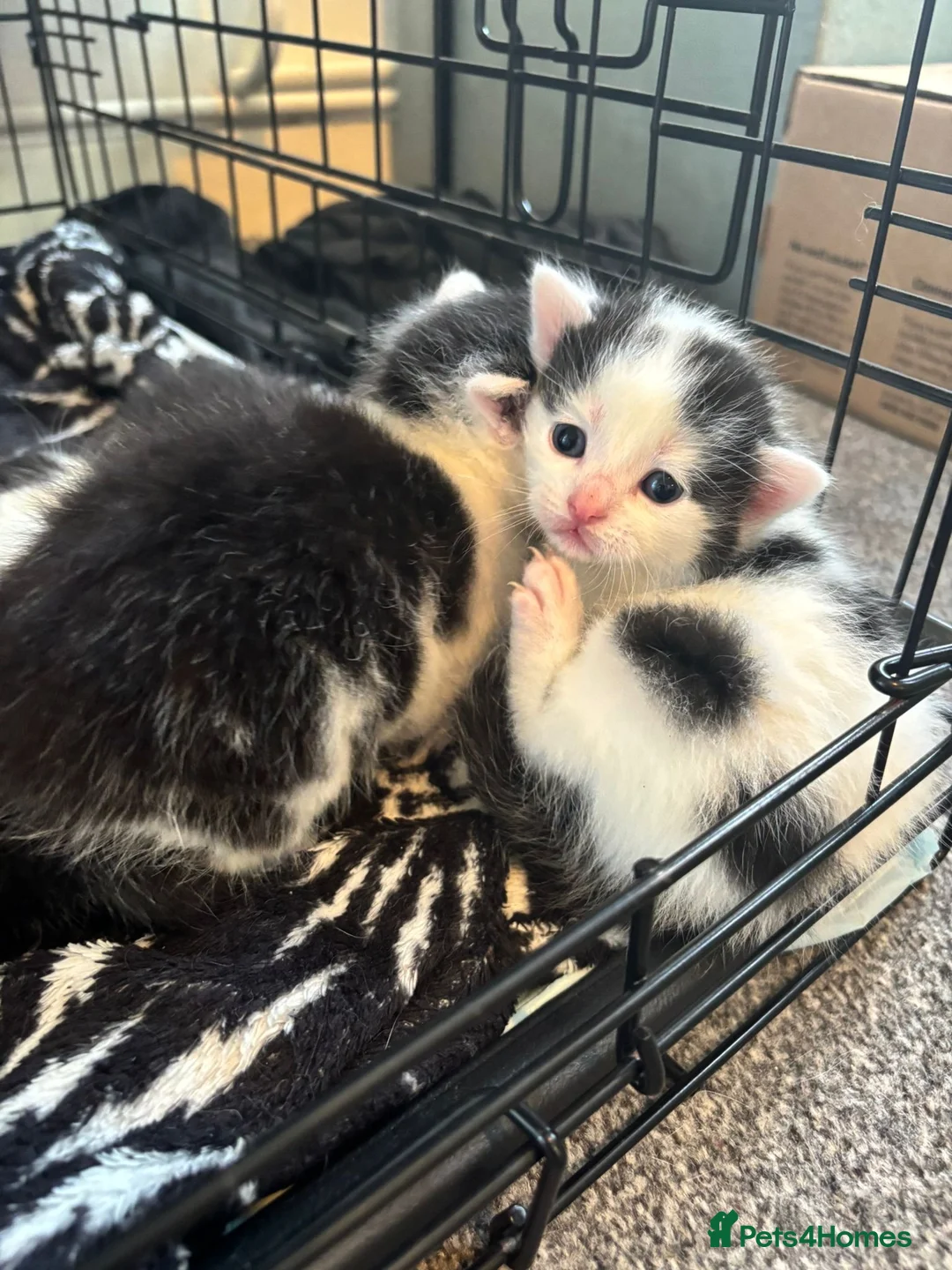 Domestic Shorthair cats for sale: Four kittens for sale in Guildford - Advert 2