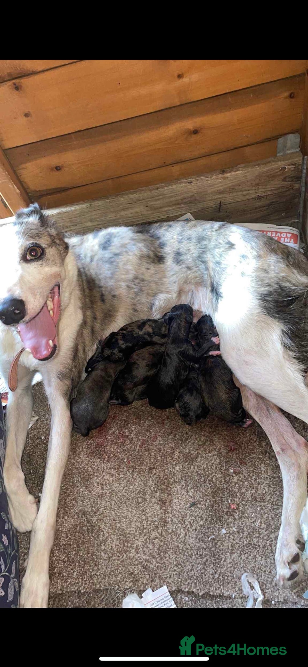 Lurcher dogs for sale: lurcher puppies  - Image 5