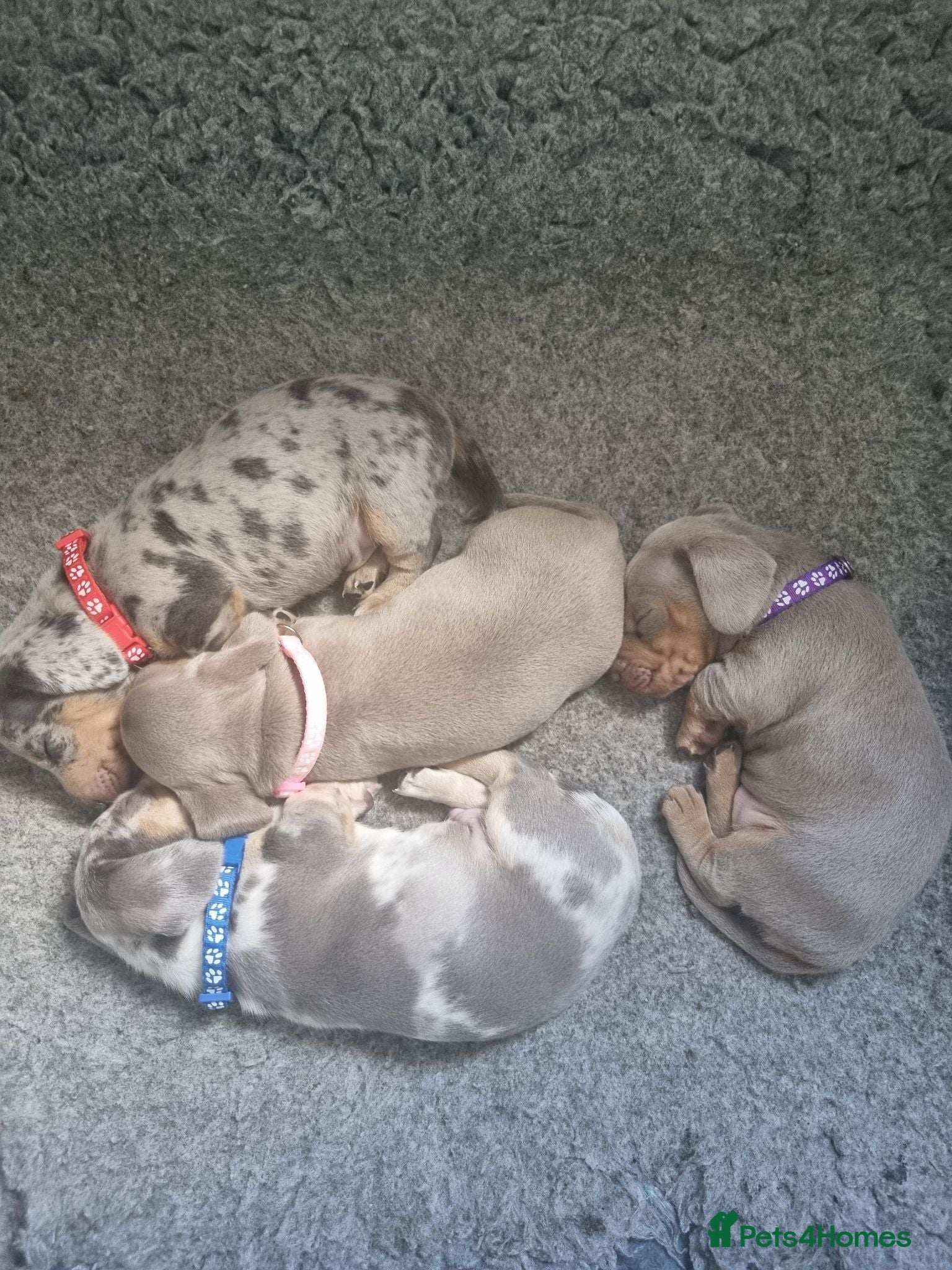 Dachshund dogs Miniature smooth daschund pups - Advert 13