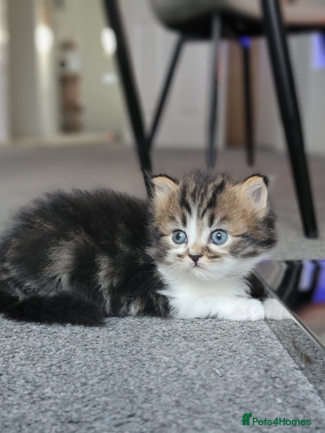 Scottish Fold cats for sale: Scottish fold - Advert 19