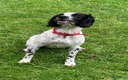 Sprocker dogs for sale: 9 month old sprocker girl  - Image 2