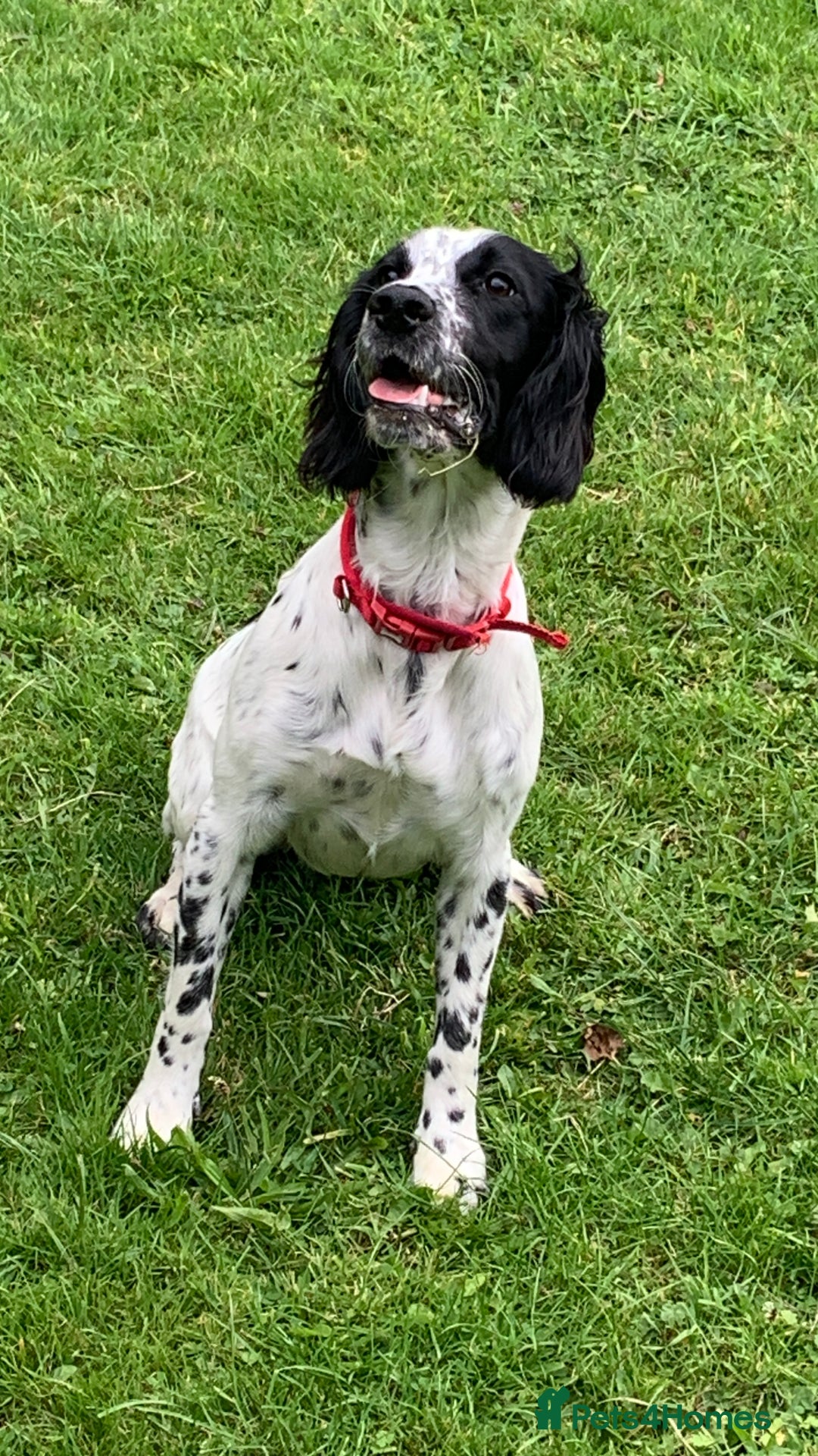 Sprocker dogs for sale: 9 month old sprocker girl  - Image 2