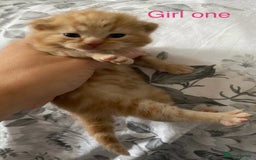 British Shorthair cats for sale: Rare red girls and red boys very docile  - Image 4