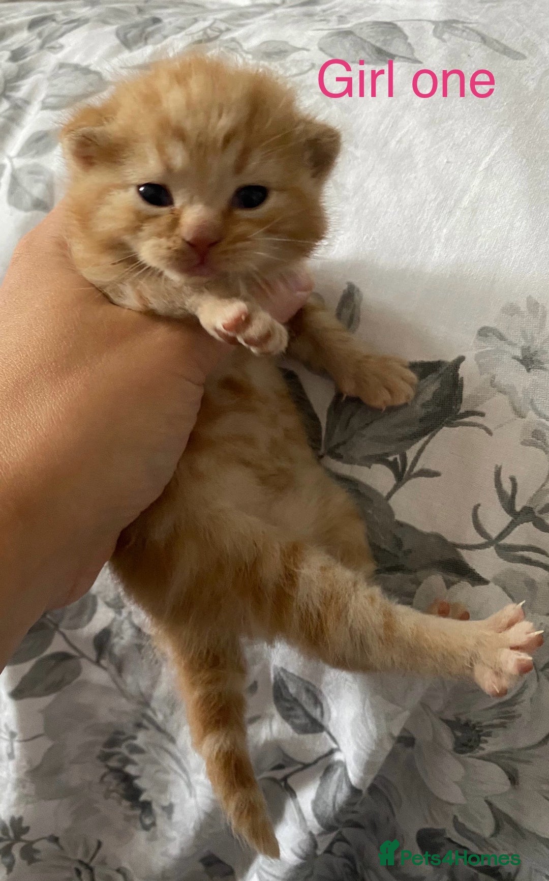 British Shorthair cats for sale: Rare red girls and red boys very docile  - Image 4