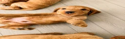 Cocker Spaniel dogs for sale: Last KC Golden Show Cocker Spaniel Boy Puppies - Advert 27