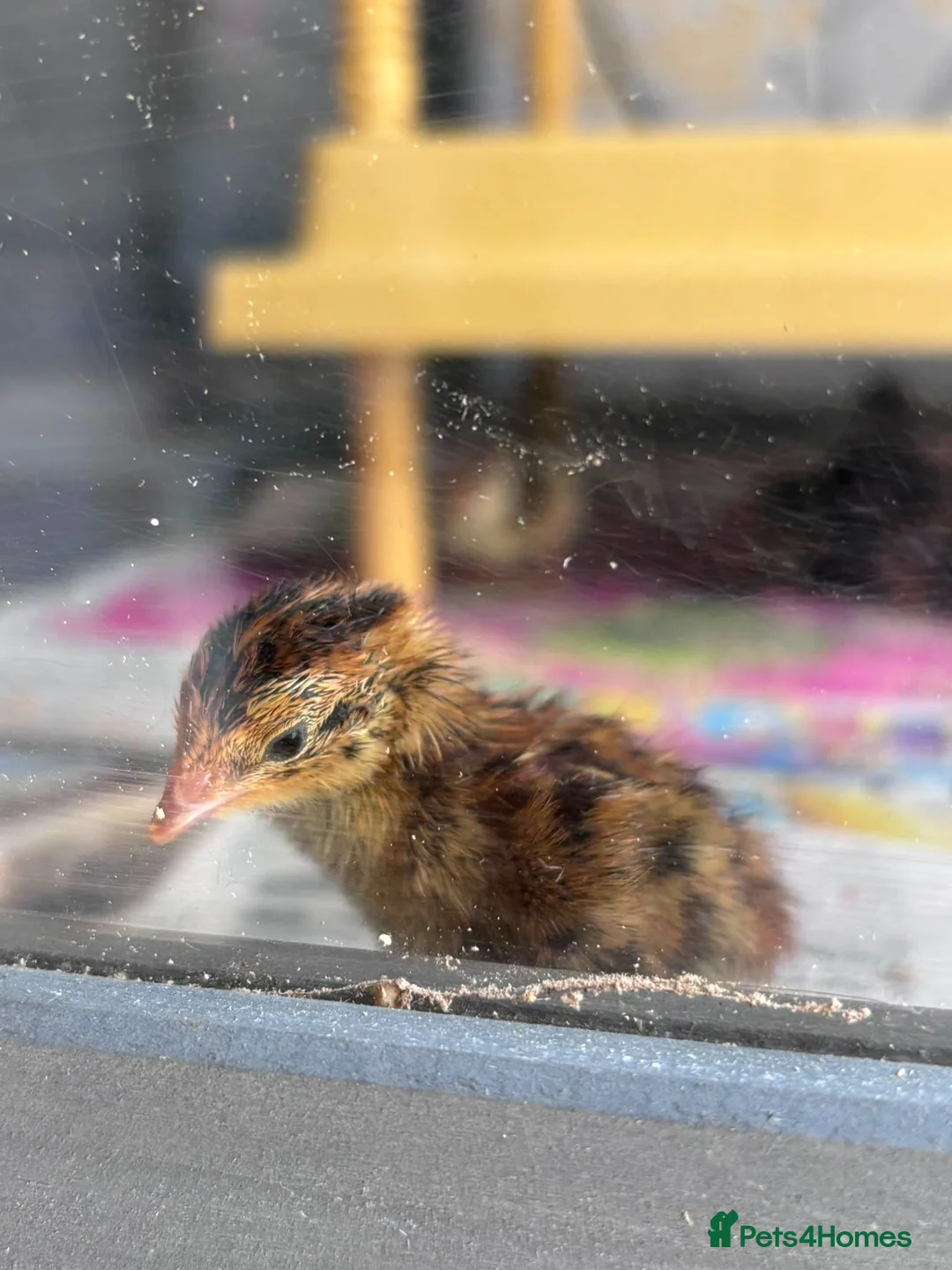 Quail poultry for sale: Japanese (Coturnix) Quails - Advert 2