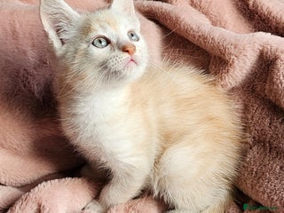 Maine Coon cats Half Maine Coon kittens - Advert 6