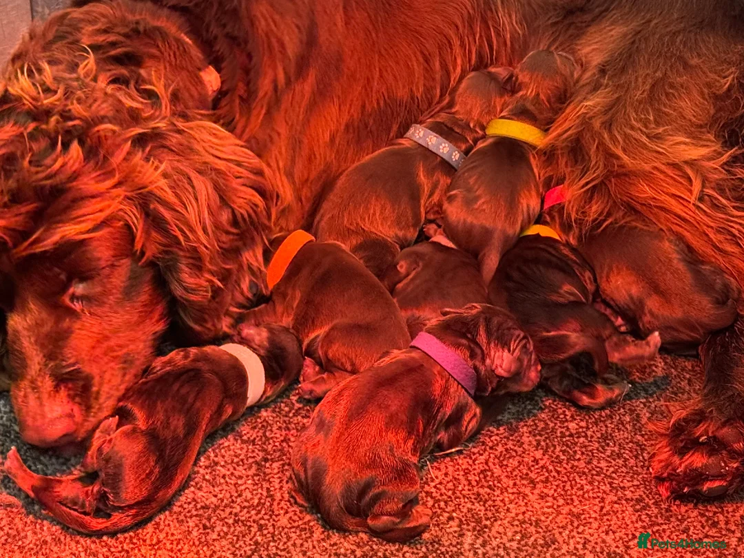 Cocker Spaniel dogs for sale: Kennel club registered  - Advert 4