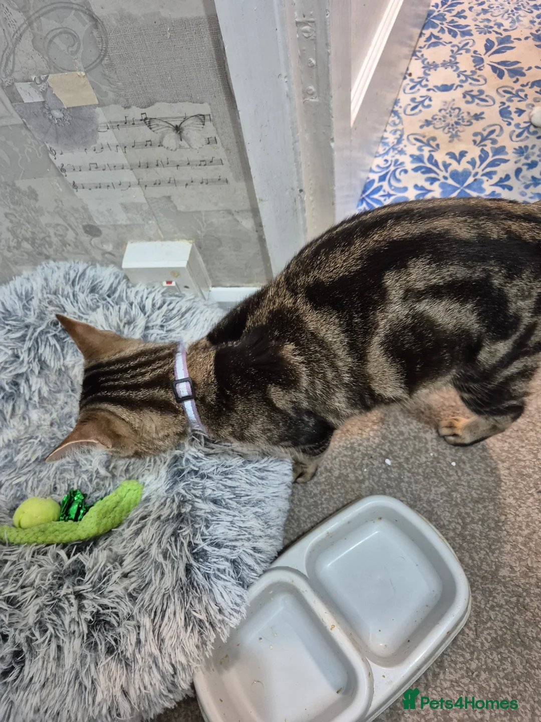 Bengal cats for sale: Beautiful Bengal girl needs a new home - Advert 2