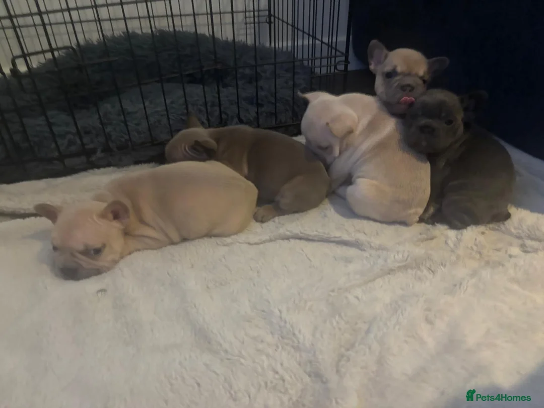 French Bulldog dogs for sale: French bulldog puppies  - Advert 3