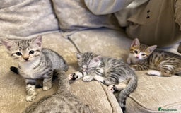 Bengal cats for sale: Stunning silver bengal cross - Image 10