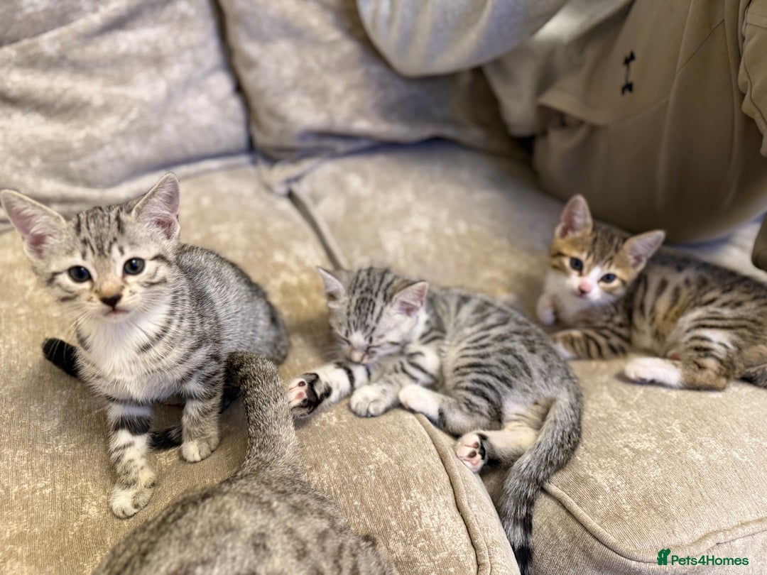 Bengal cats for sale: Stunning silver bengal cross - Image 10