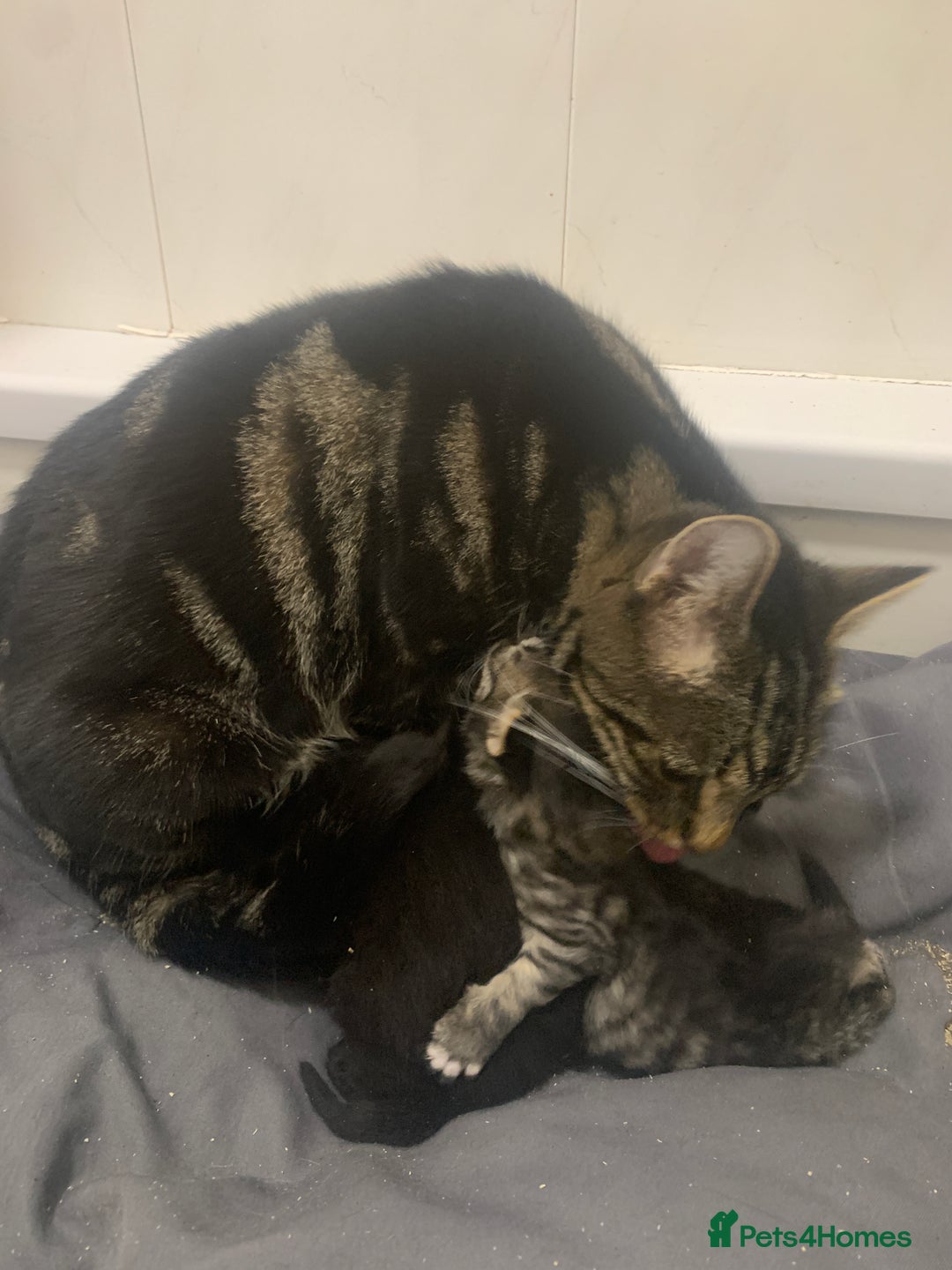 Mixed Breed cats for sale: Stunning kittens - Advert 1