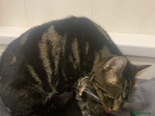 Mixed Breed cats Stunning kittens - Advert 2