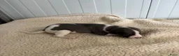 Whippet dogs for sale: Quality Whippet puppies - Advert 6