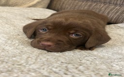 Labrador Retriever dogs for sale: Labrador puppies  - Image 33