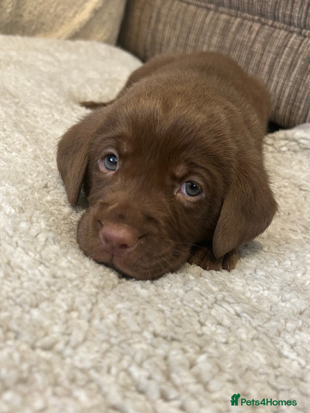 Labrador Retriever dogs for sale: Labrador puppies  - Image 33