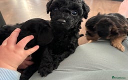 Cockapoo dogs for sale: F2 cockapoo puppies - Image 3