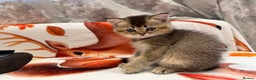 Scottish Fold cats for sale: Purrfect kitten  - Advert 3