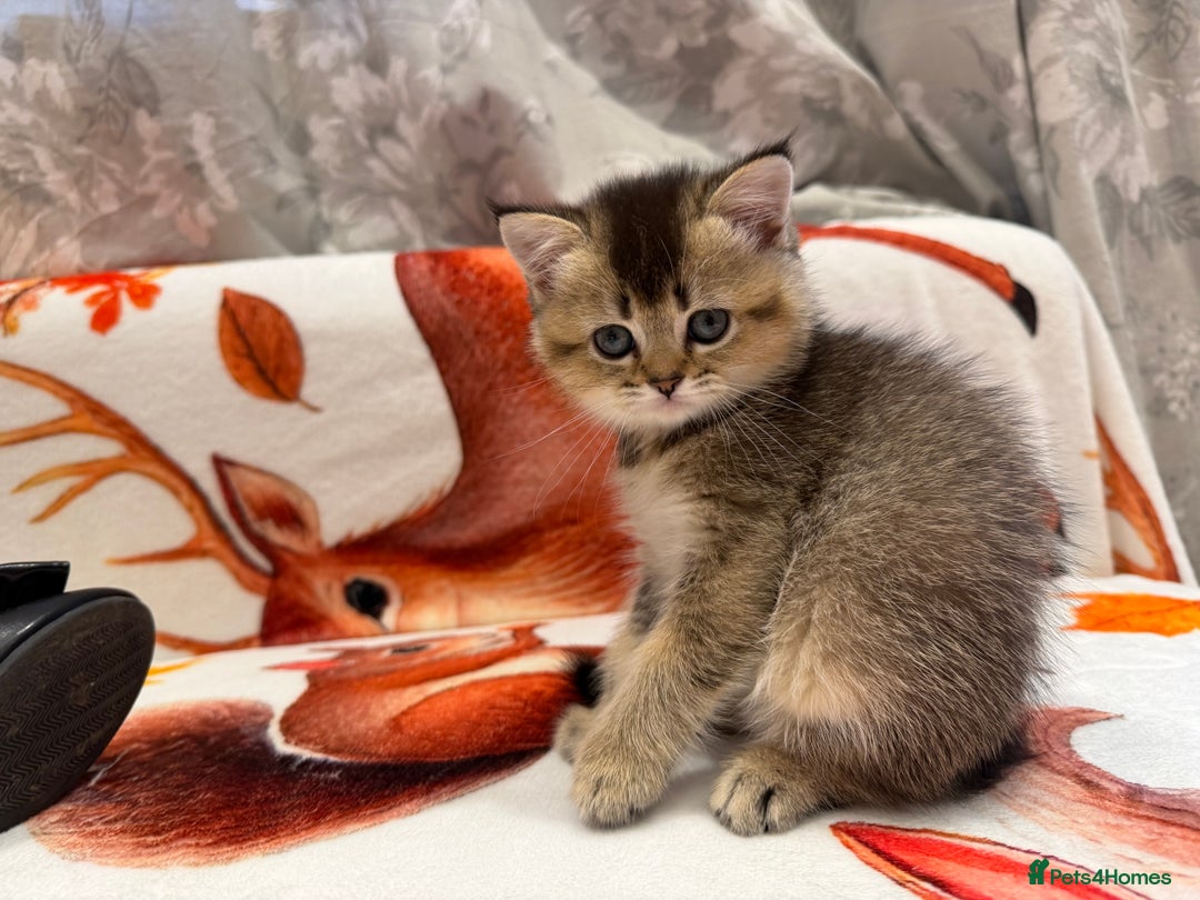 Scottish Fold cats for sale: Purrfect kitten  - Advert 3