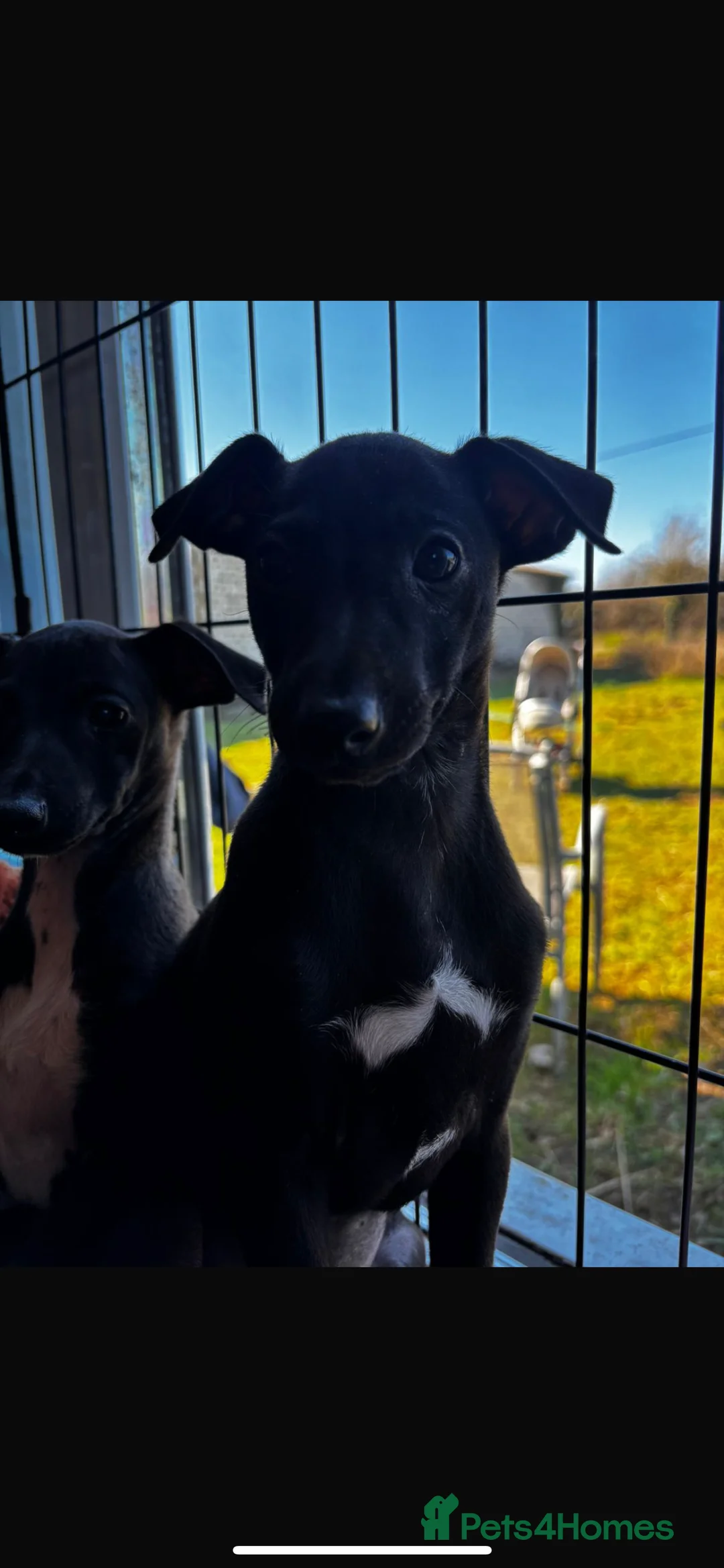 Italian Greyhound dogs for sale: 🖤Black Beauty's🖤 - Advert 8