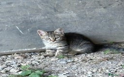Bengal cats for sale: Beautiful farm reared bengals  - Image 26