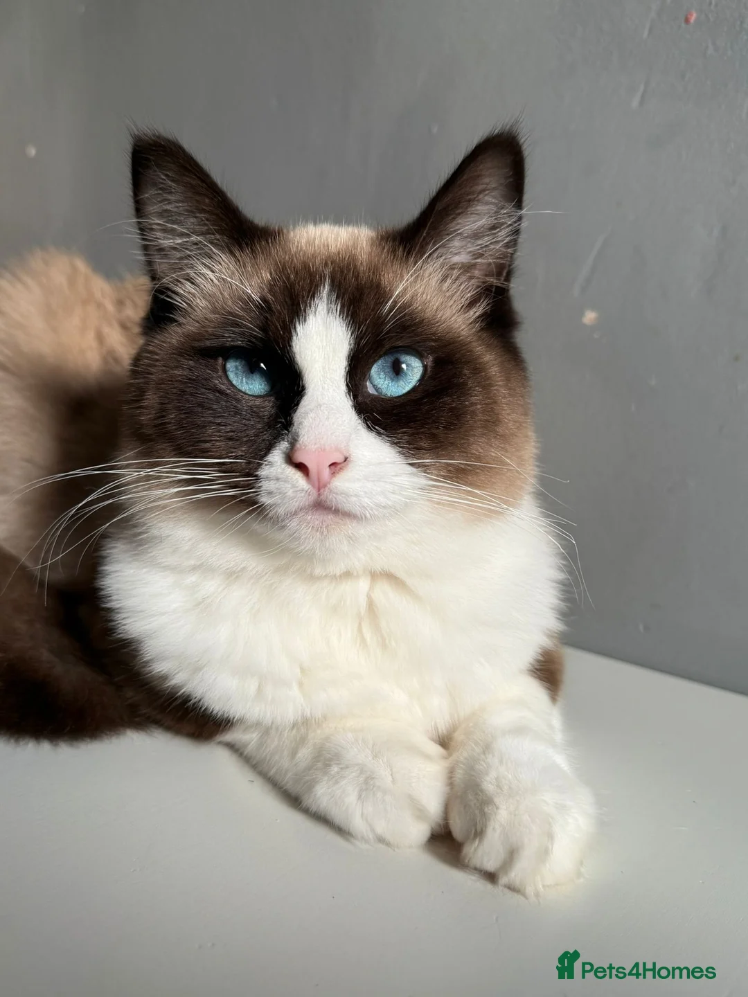 Ragdoll cats for sale: Stunning Purebred Ragdoll Kittens  - Advert 1