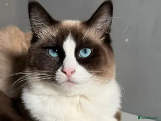 Ragdoll cats Stunning Purebred Ragdoll Kittens - Advert 1