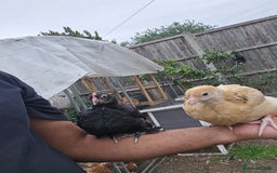 Chickens poultry for sale: two hens and two roosters  - Image 6