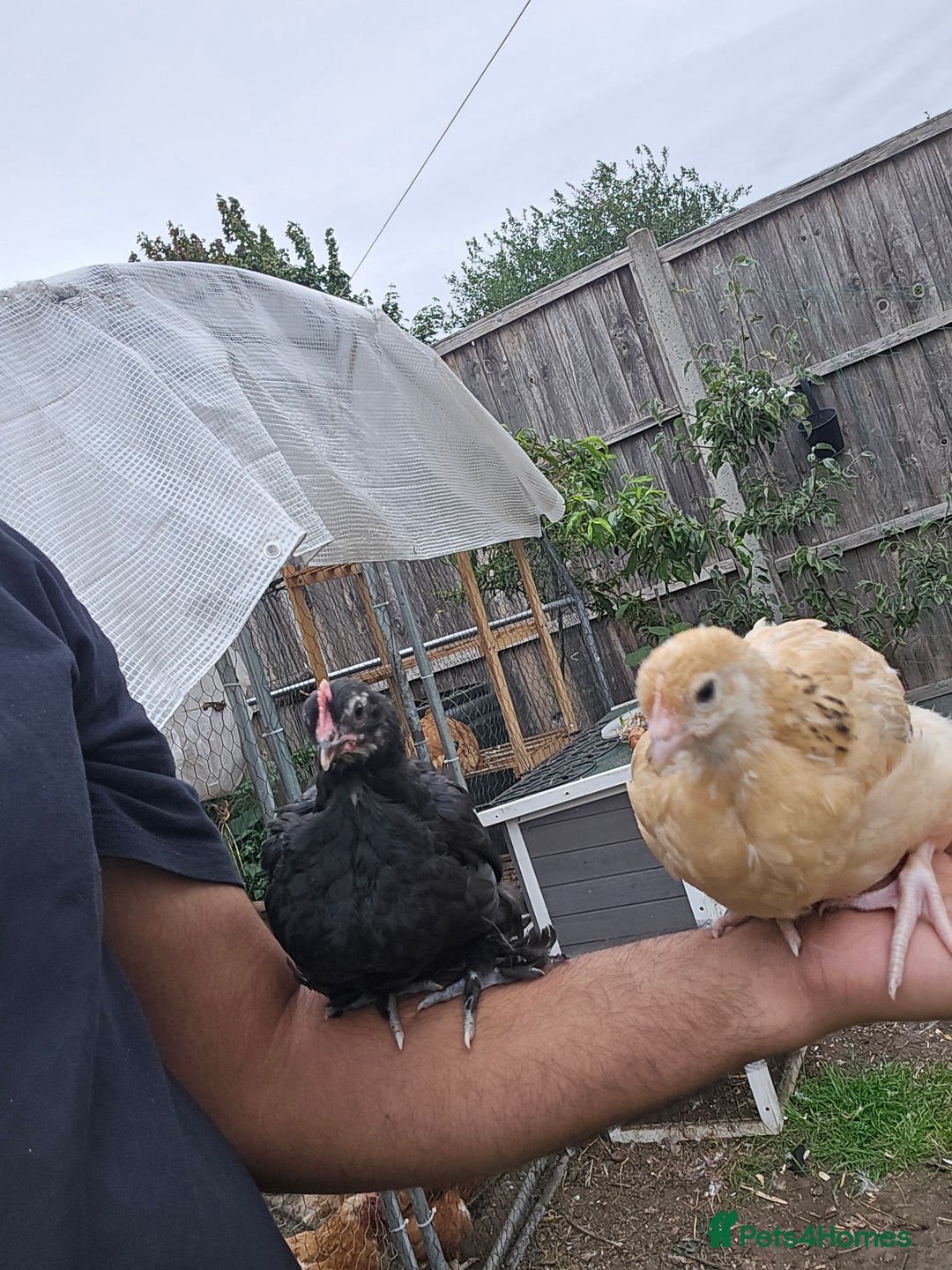 Chickens poultry for sale: two hens and two roosters  - Image 6