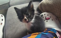 British Shorthair cats for sale: Brittish short hair cross main coon kittens - Image 15