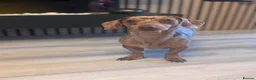 Miniature Dachshund dogs for stud: 🔥Dapple🔥Miniature Dachshund🔥KC reg🔥Proven Stud - Advert 10