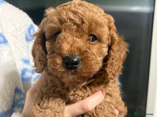 Cockapoo dogs Beautiful f1b cockapoo - Advert 5