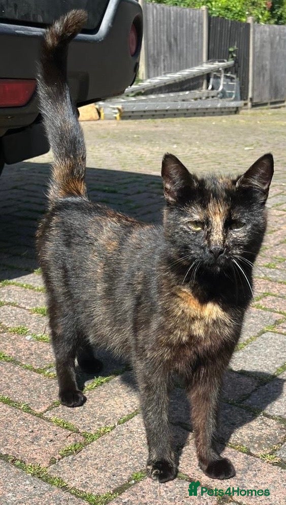 Mixed Breed cats 6 female Kittens. Black and tortoise.  - Advert 1