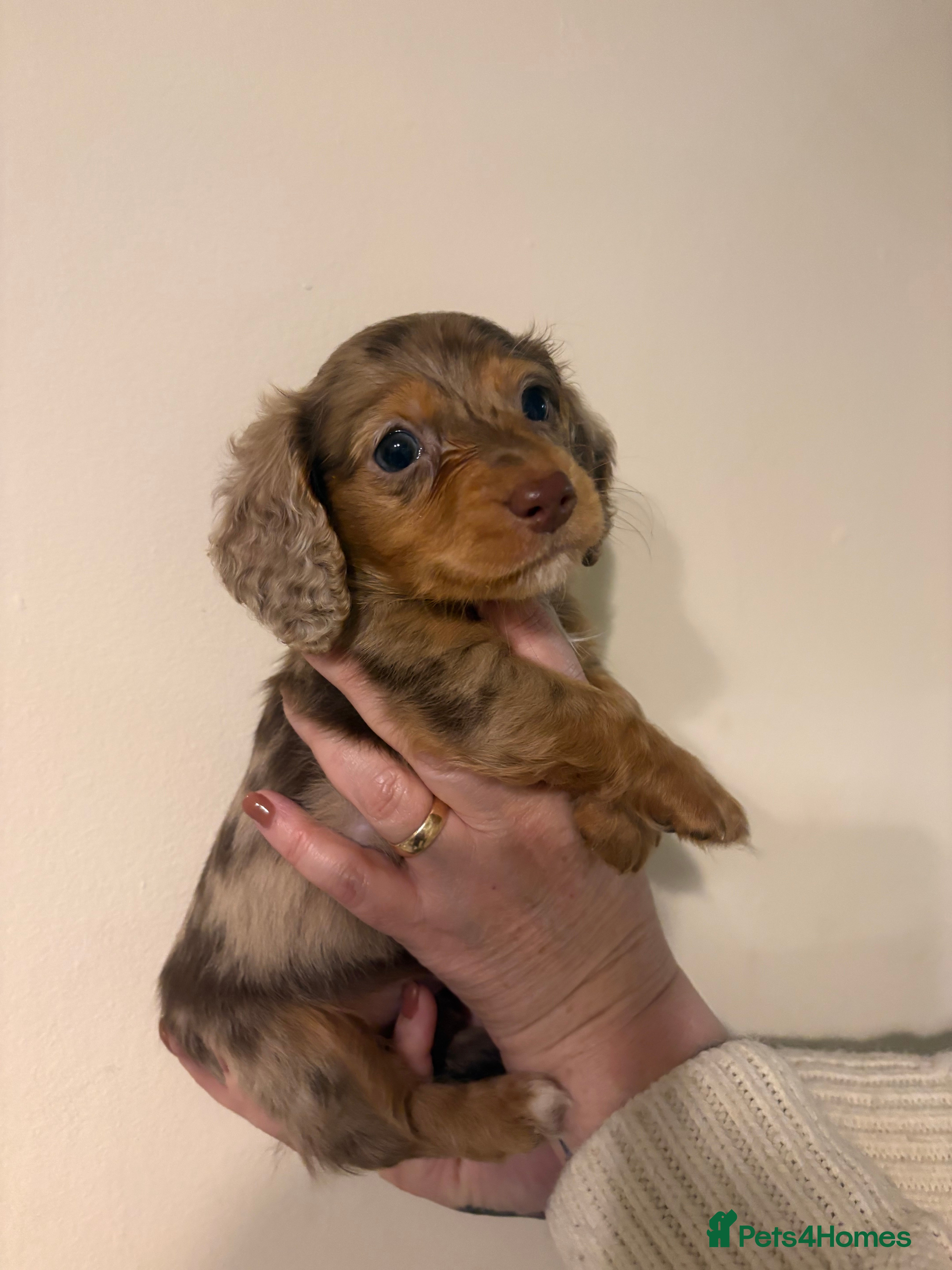 Dachshund dogs Miniature long haired dachshunds - Advert 14