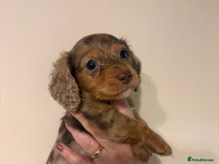 Dachshund dogs Miniature long haired dachshunds - Advert 2