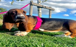Basset Hound dogs for sale: 5 months old female basset hound - Image 9