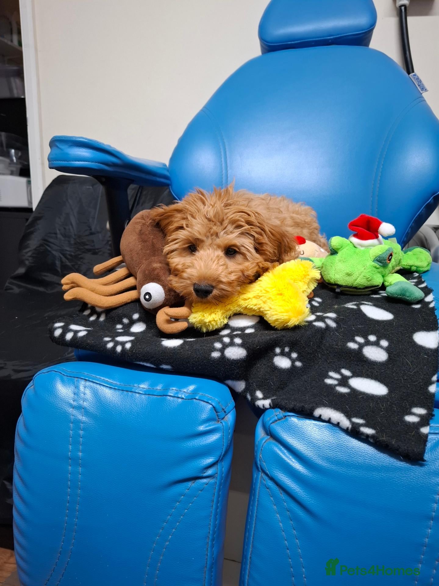 Cavapoo dogs Teddy looking for his forever home. - Advert 2