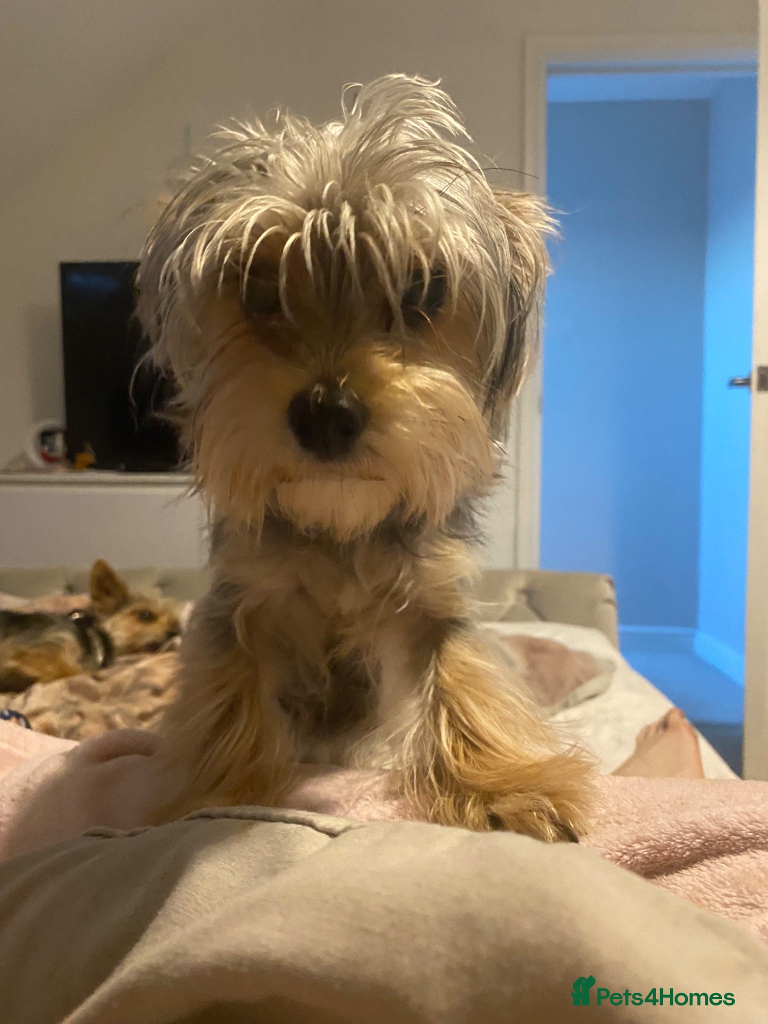 Chorkie dogs Beautiful chorkies for sale - Advert 2