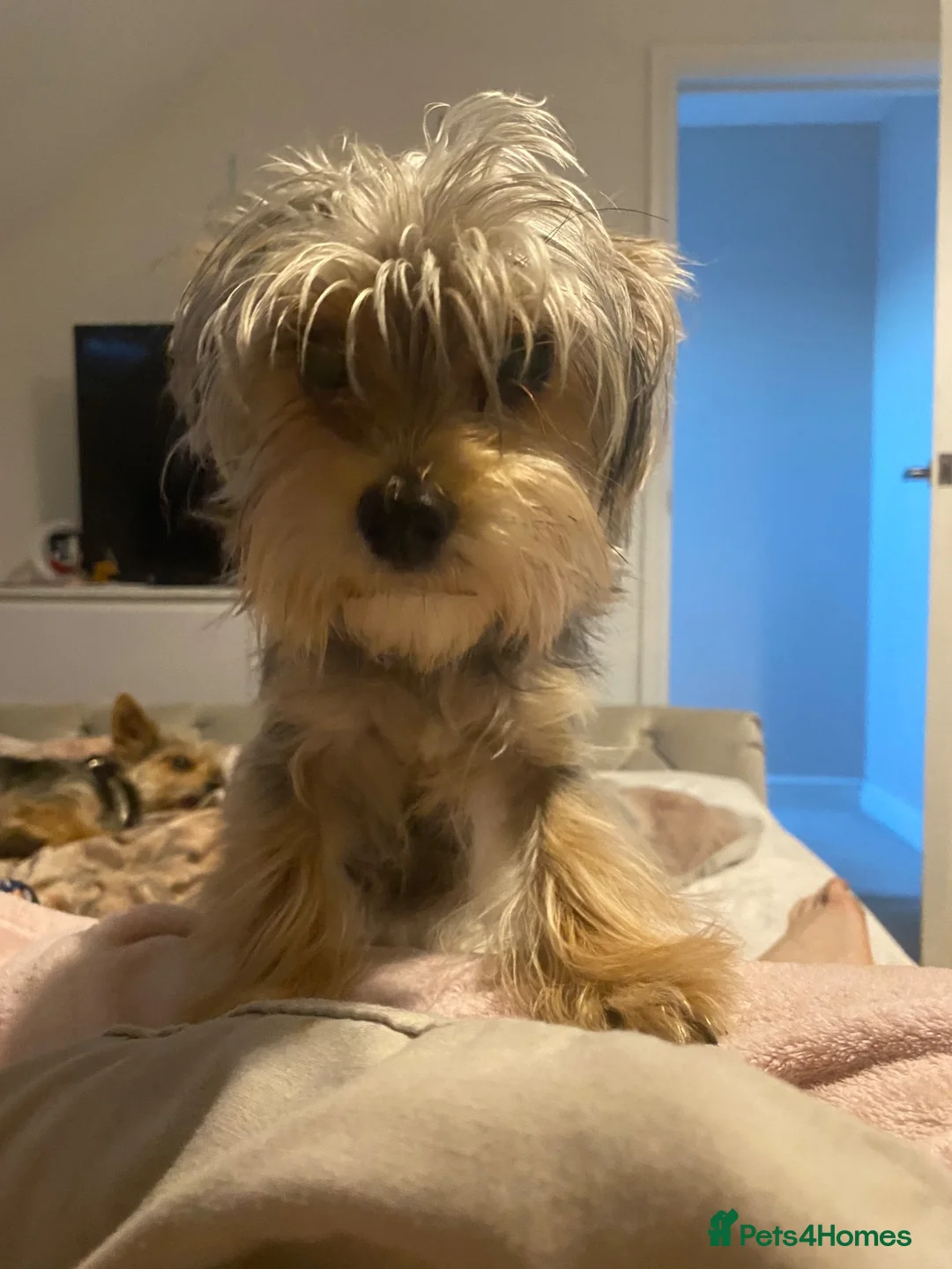 Chorkie dogs for sale: Beautiful chorkies for sale - Advert 1