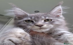 Maine Coon cats for sale: Maine coon kittens  - Image 4
