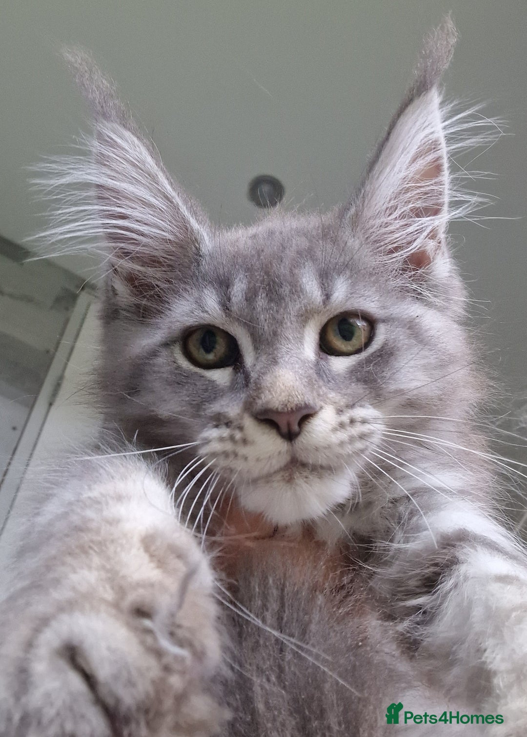 Maine Coon cats for sale: Maine coon kittens  - Image 4