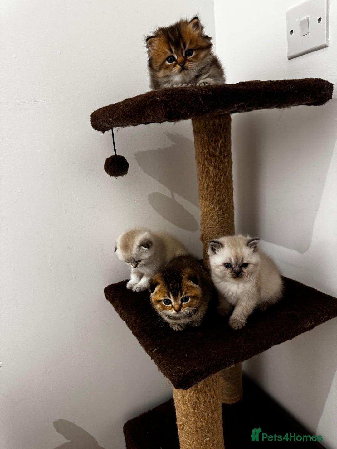 Scottish Fold cats for sale: Purebred Chinchilla Scottish Fold Kittens  🐾 - Advert 27