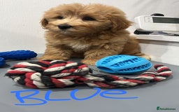 Coton De Tulear dogs for sale: Cotonoodle - Image 4