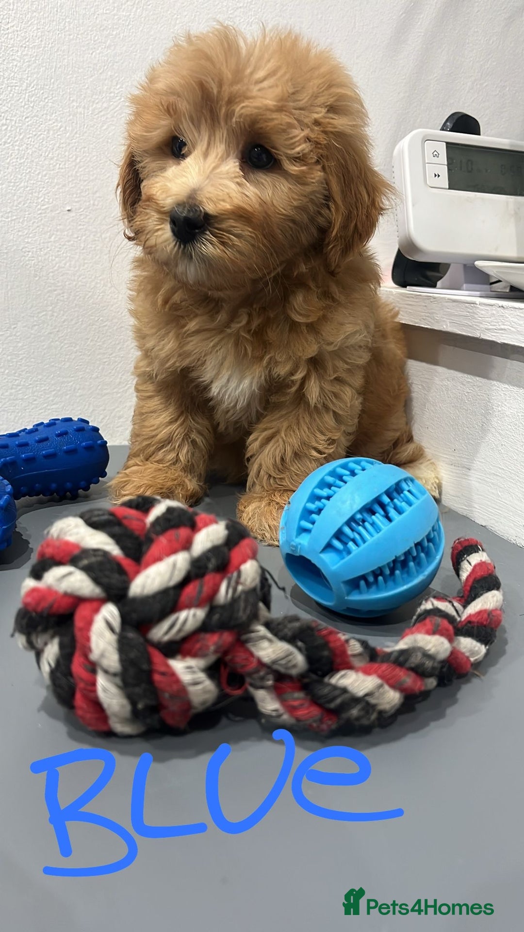 Coton De Tulear dogs for sale: Cotonoodle - Image 4