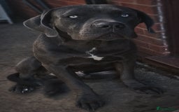 Mixed Breed dogs for sale: Cane Corse X puppies  - Image 12