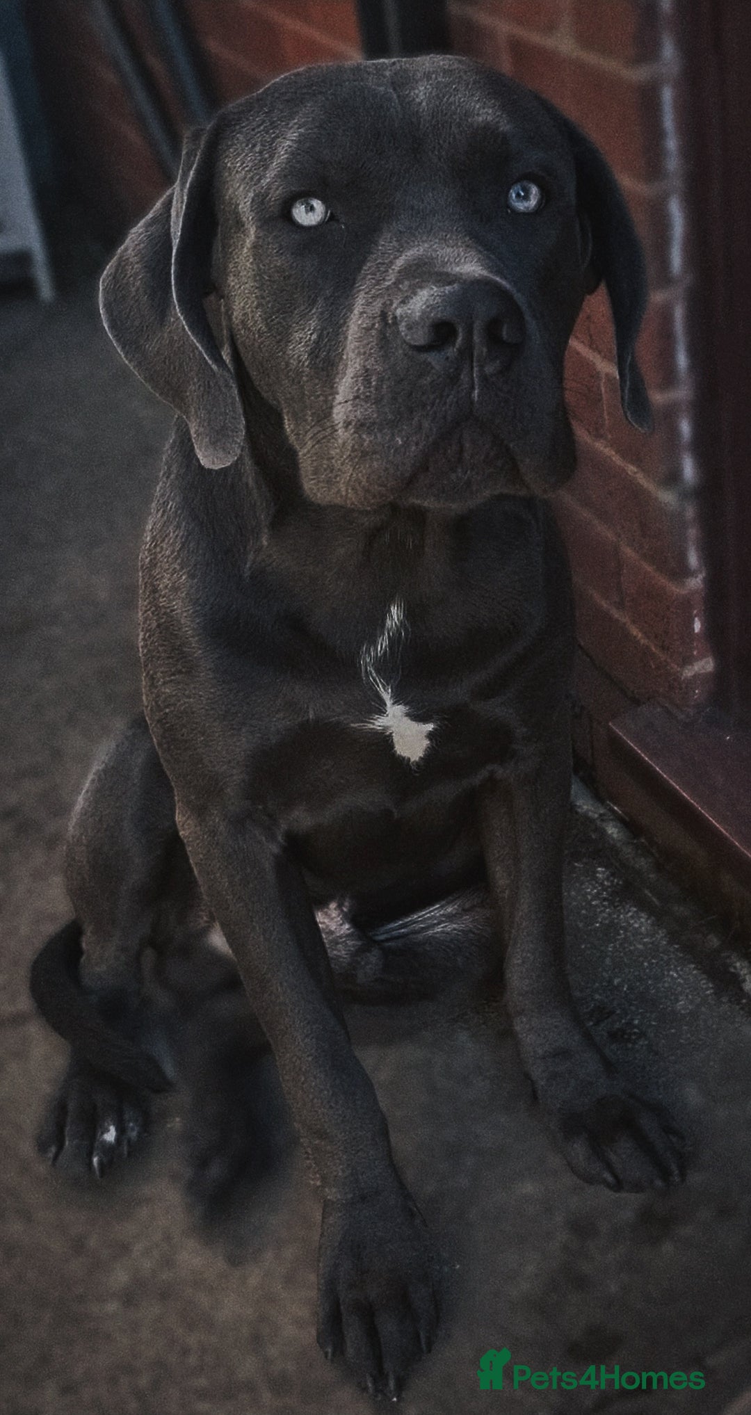 Mixed Breed dogs for sale: Cane Corse X puppies  - Image 12